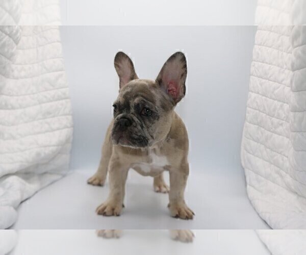 Medium Photo #3 French Bulldog Puppy For Sale in CARMEL, IN, USA