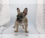 Small Photo #3 French Bulldog Puppy For Sale in CARMEL, IN, USA