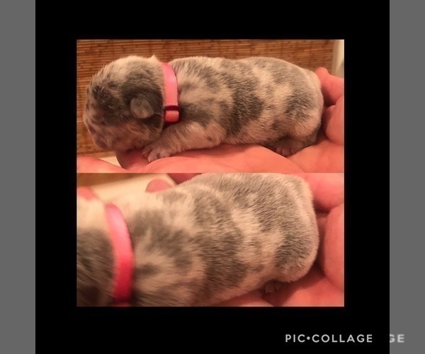 Medium Photo #5 French Bulldog Puppy For Sale in PLACERVILLE, CA, USA