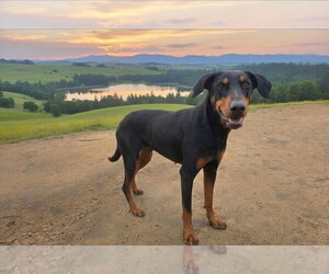 Beta - Female Doberman Pinscher-Unknown Mix Dog for Adoption - Photo #5