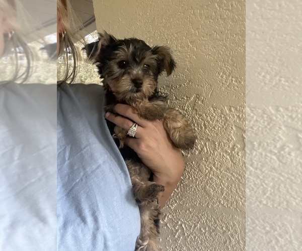 Medium Photo #1 Yorkshire Terrier Puppy For Sale in LABELLE, FL, USA