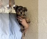 Small Yorkshire Terrier