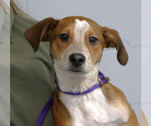 Mutt Dogs for adoption in Pittsburgh, PA, USA