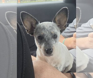 Mutt Dogs for adoption in Sanford, FL, USA