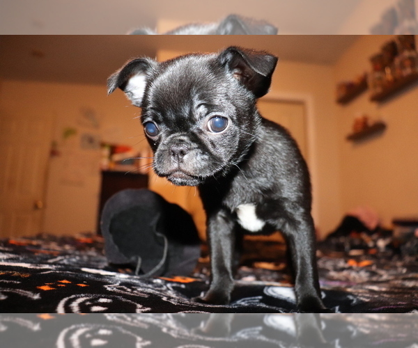 Medium Photo #4 Chiranian Puppy For Sale in NEW BEDFORD, MA, USA