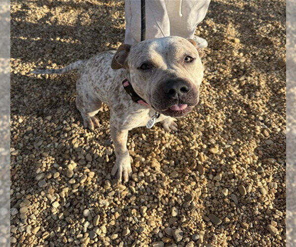 Medium Photo #2 German Shorthaired Pointer-Unknown Mix Puppy For Sale in Forestville, MD, USA