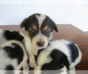 Cowboy Corgi Puppy for sale in GOSHEN, IN, USA