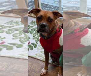 Boxer Dogs for adoption in Burnsville, MN, USA