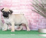 Small Photo #5 Pug Puppy For Sale in BEL AIR, MD, USA