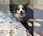 Small #2 Australian Shepherd