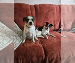 Small #8 Ratshi Terrier