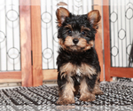 Small #2 Yorkshire Terrier