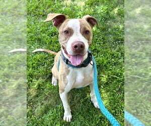 Mutt Dogs for adoption in Sacramento, CA, USA