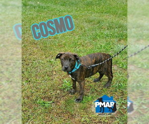 Mutt Dogs for adoption in Binghamton, NY, USA
