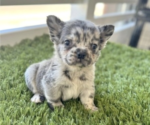 Doberman Pinscher Puppy for sale in ANCHORAGE, AK, USA