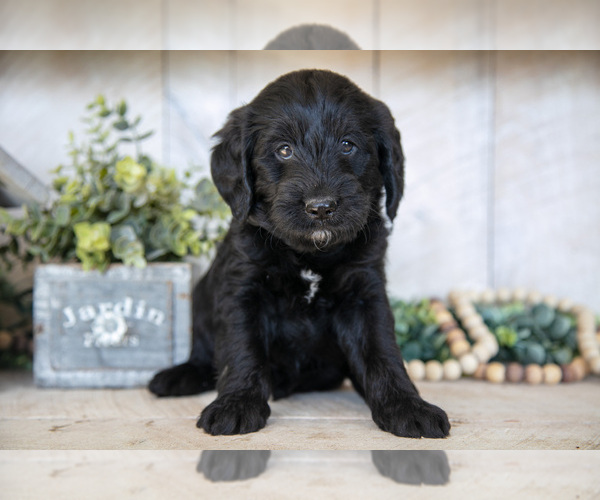 Medium Photo #2 Miniature Labradoodle Puppy For Sale in SUGARCREEK, OH, USA