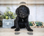 Small #1 Miniature Labradoodle