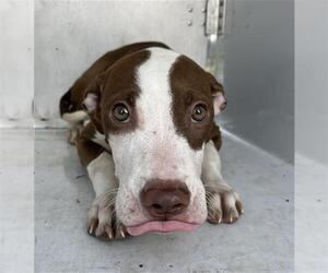 American Pit Bull Terrier-Unknown Mix Dogs for adoption in Augusta, GA, USA