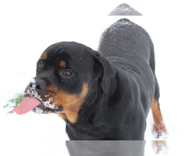 Medium Photo #4 Rottweiler Puppy For Sale in Chestertown, MD, USA