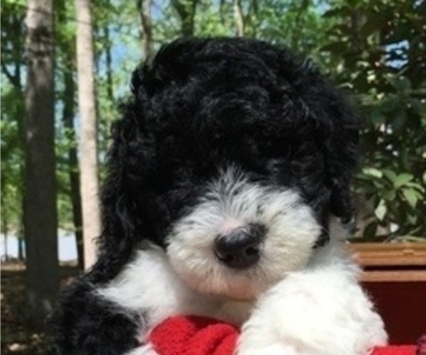 Medium Photo #2 Australian Labradoodle Puppy For Sale in CHAPEL HILL, NC, USA