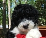 Small Photo #2 Australian Labradoodle Puppy For Sale in CHAPEL HILL, NC, USA