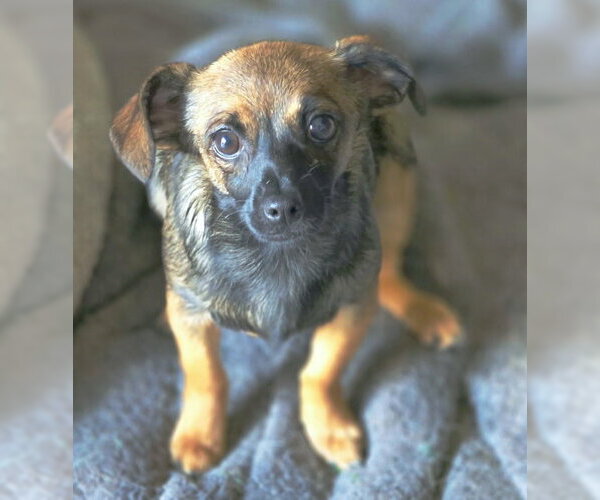 Medium Photo #2 Chiweenie Puppy For Sale in Chino Hills, CA, USA