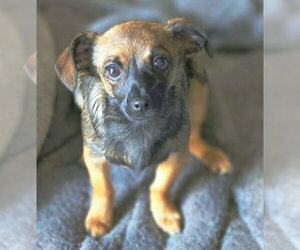 Tangi - Female Chiweenie Dog for Adoption - Photo #2