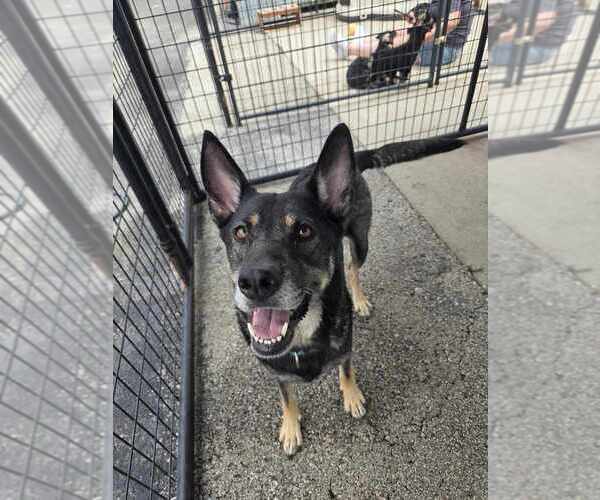 Medium Photo #3 German Shepherd Dog Puppy For Sale in Evansville, IN, USA