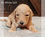 Small Photo #6 Goldendoodle Puppy For Sale in GEORGETOWN, IN, USA