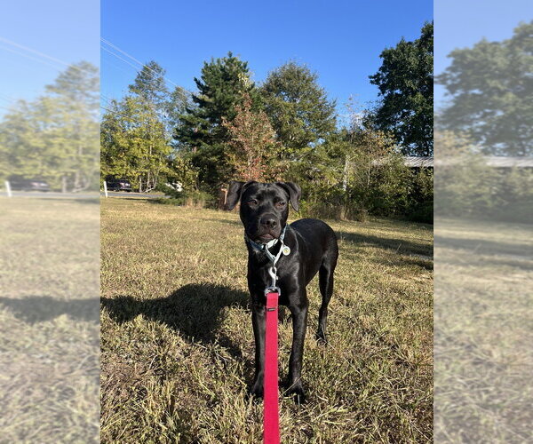 Medium Photo #9 Mutt Puppy For Sale in Candler, NC, USA