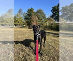 Small Photo #9 Mutt Puppy For Sale in Candler, NC, USA