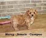 Small #3 Cavapoo