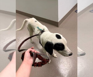 June - Female Mutt Dog for Adoption - Photo #3