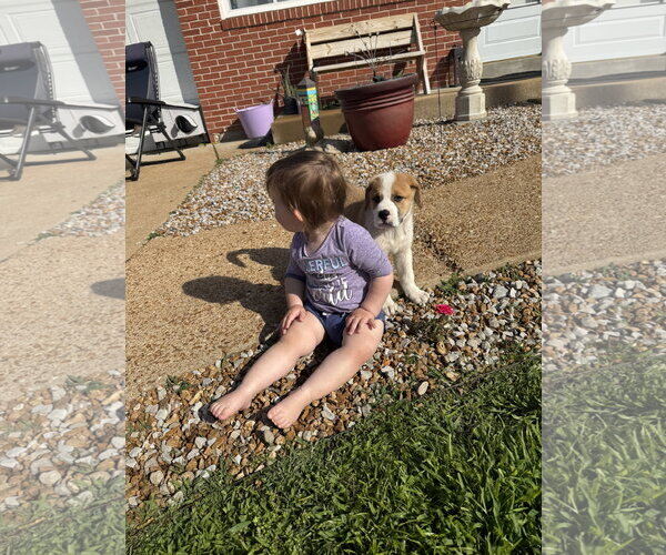 Medium Photo #2 Saint Pyrenees Puppy For Sale in Fenton, MO, USA