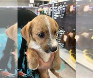 Dachshund-Unknown Mix Dogs for adoption in Palatine/Kildeer/Buffalo grove, IL, USA