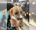Small Dachshund Mix
