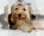 Small Photo #10 Yorkshire Terrier Puppy For Sale in SAN JACINTO, CA, USA