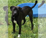 Small #4 Labrador Retriever Mix