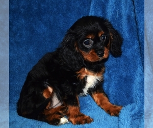 Cavalier King Charles Spaniel Puppy for sale in BARNESVILLE, KS, USA