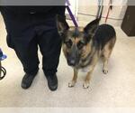 Small German Shepherd Dog