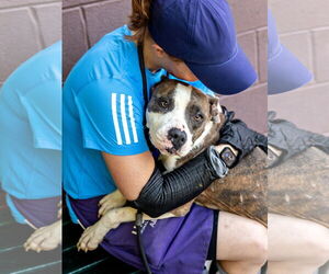 Pretty Princess FOSTER NEEDED TOO! - Female American Staffordshire Terrier-Unknown Mix Dog for Adoption - Photo #7