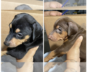 Doberman Pinscher Puppy for sale in ARROWHEAD FARMS, CA, USA