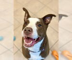 Small #39 American Pit Bull Terrier-Labrador Retriever Mix
