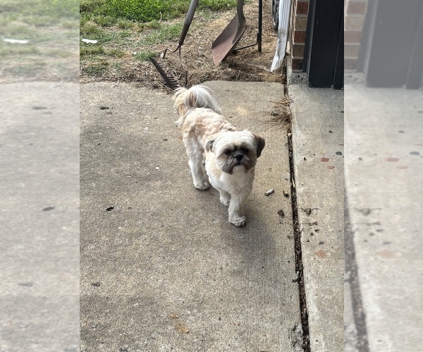 Medium Photo #4 Shih-Poo Puppy For Sale in ARLINGTON, KY, USA