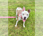 Small #15 American Bulldog-American Staffordshire Terrier Mix