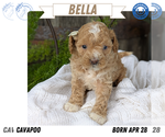 Small #8 Cavapoo