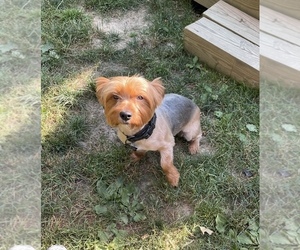 Yorkshire Terrier Puppy for sale in PGH, PA, USA