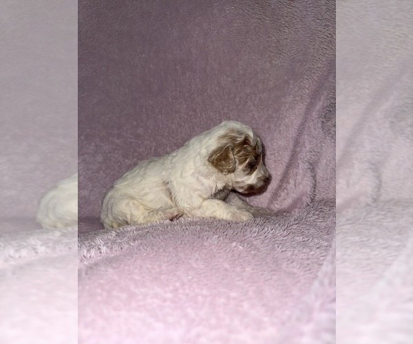 Medium Photo #4 Cavapoo (Miniature) Puppy For Sale in MUNFORDVILLE, KY, USA