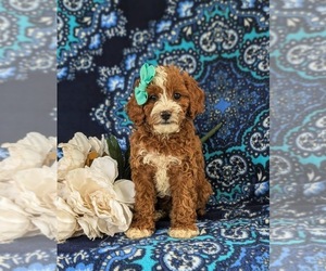Cavapoo Puppy for sale in GLEN ROCK, PA, USA