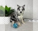 Small Pomsky